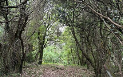 Senderismo: Bosque de Niebla