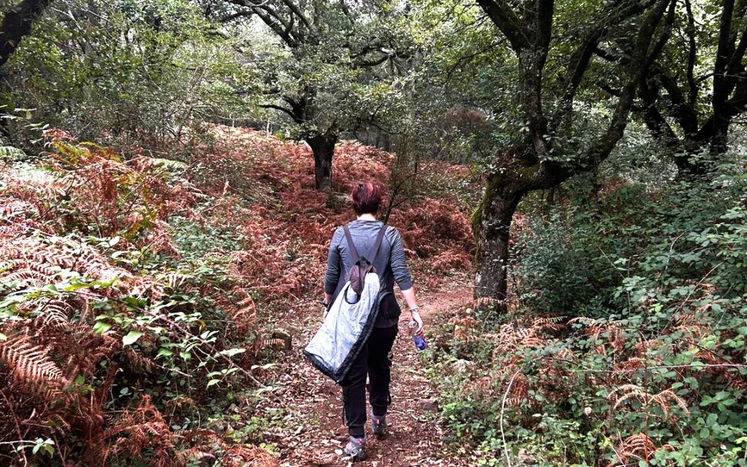 Nueva ruta senderista por el mágico y tenebroso Bosque de Niebla