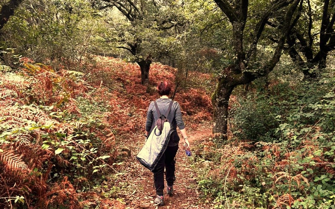 Ruta senderista por el espectacular y mágico Bosque de Niebla