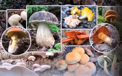 Vamos a comer y estudiar setas este fin de semana a Los Barrios